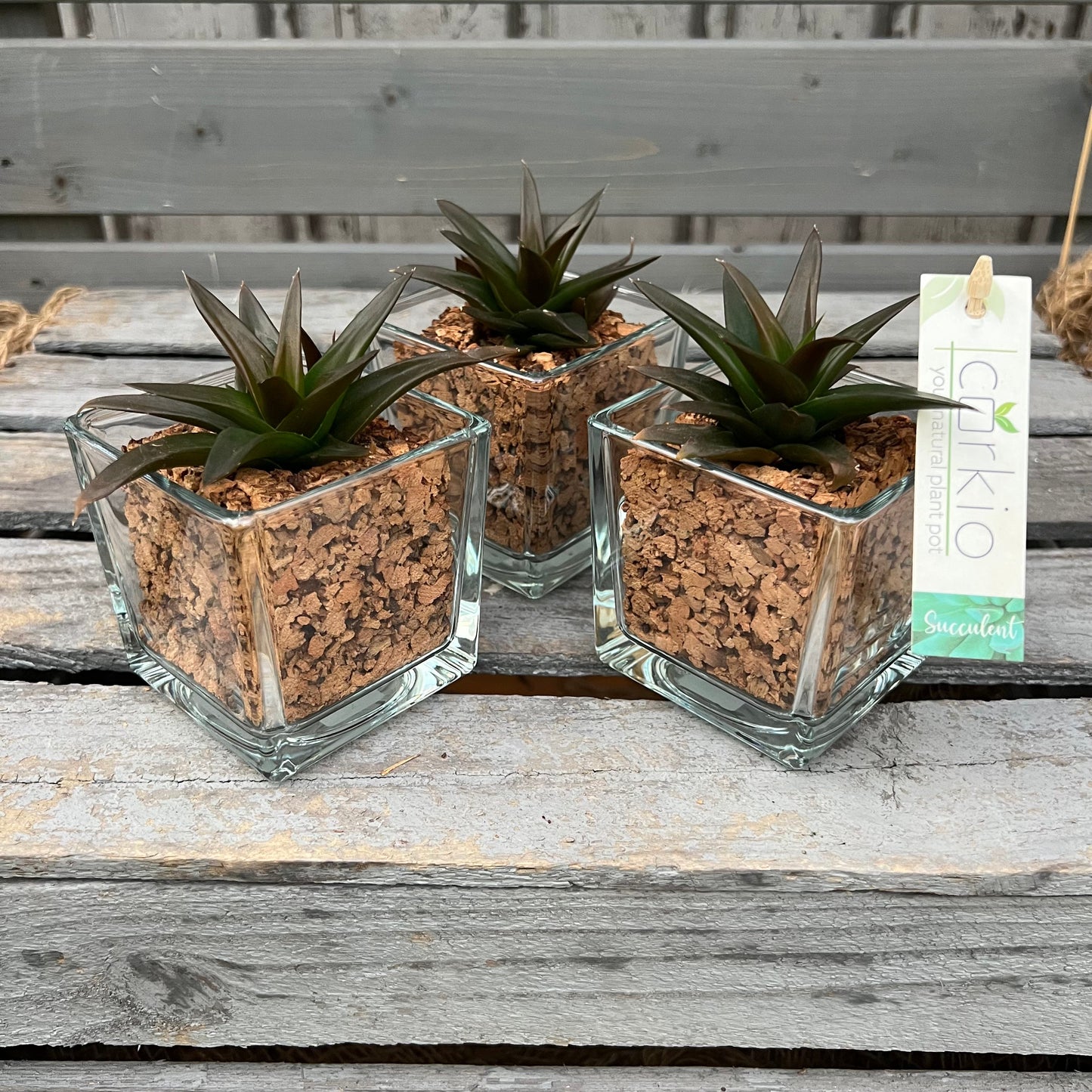 CORKIO - Eure Pflanze im plastikfreien Korktopf (Haworthia pentagona) BLATTPOST