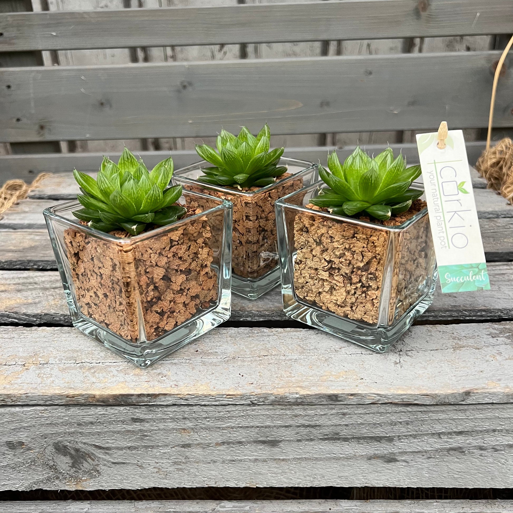 CORKIO - Eure Pflanze im plastikfreien Korktopf (Haworthia cooperi) BLATTPOST