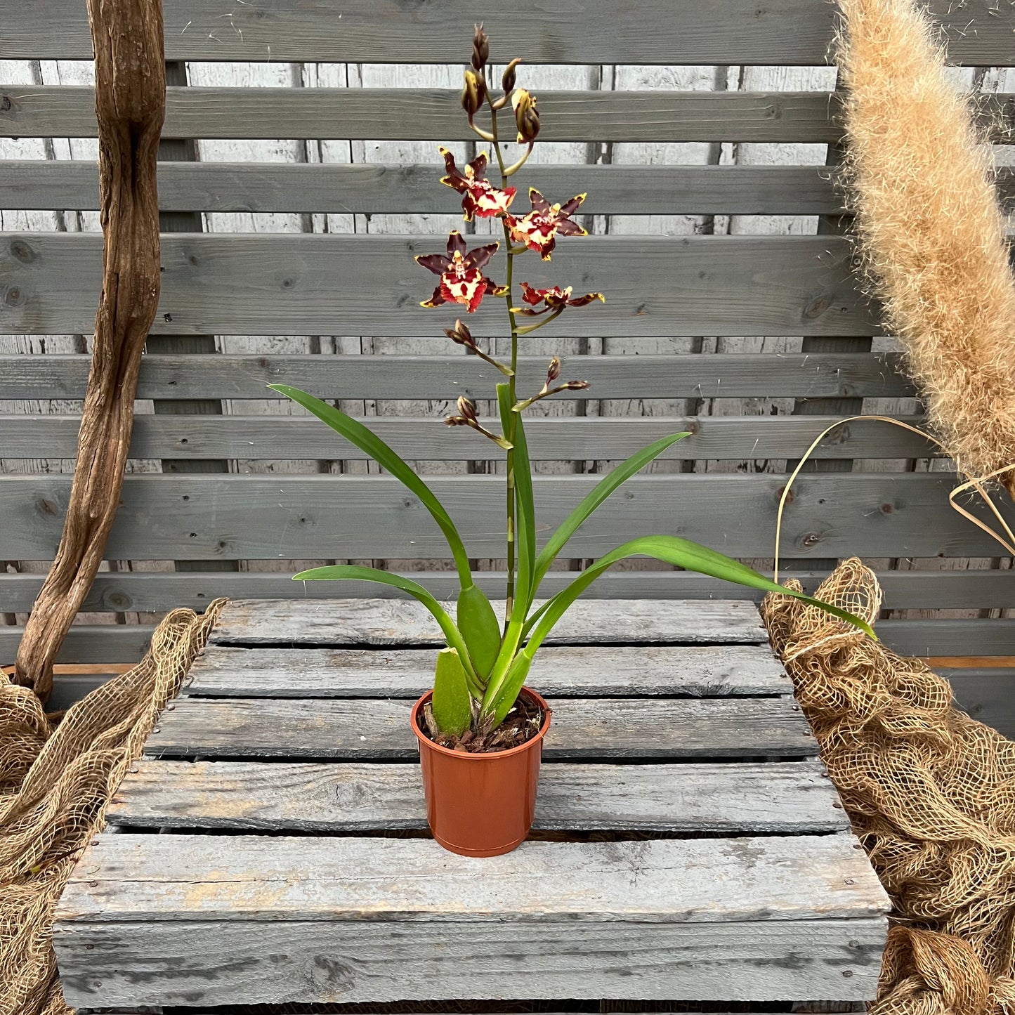 Cambria, 9cm