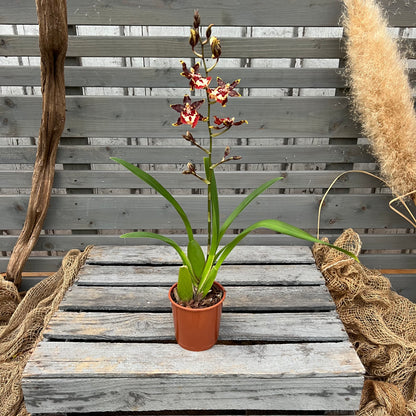 Cambria, 9cm