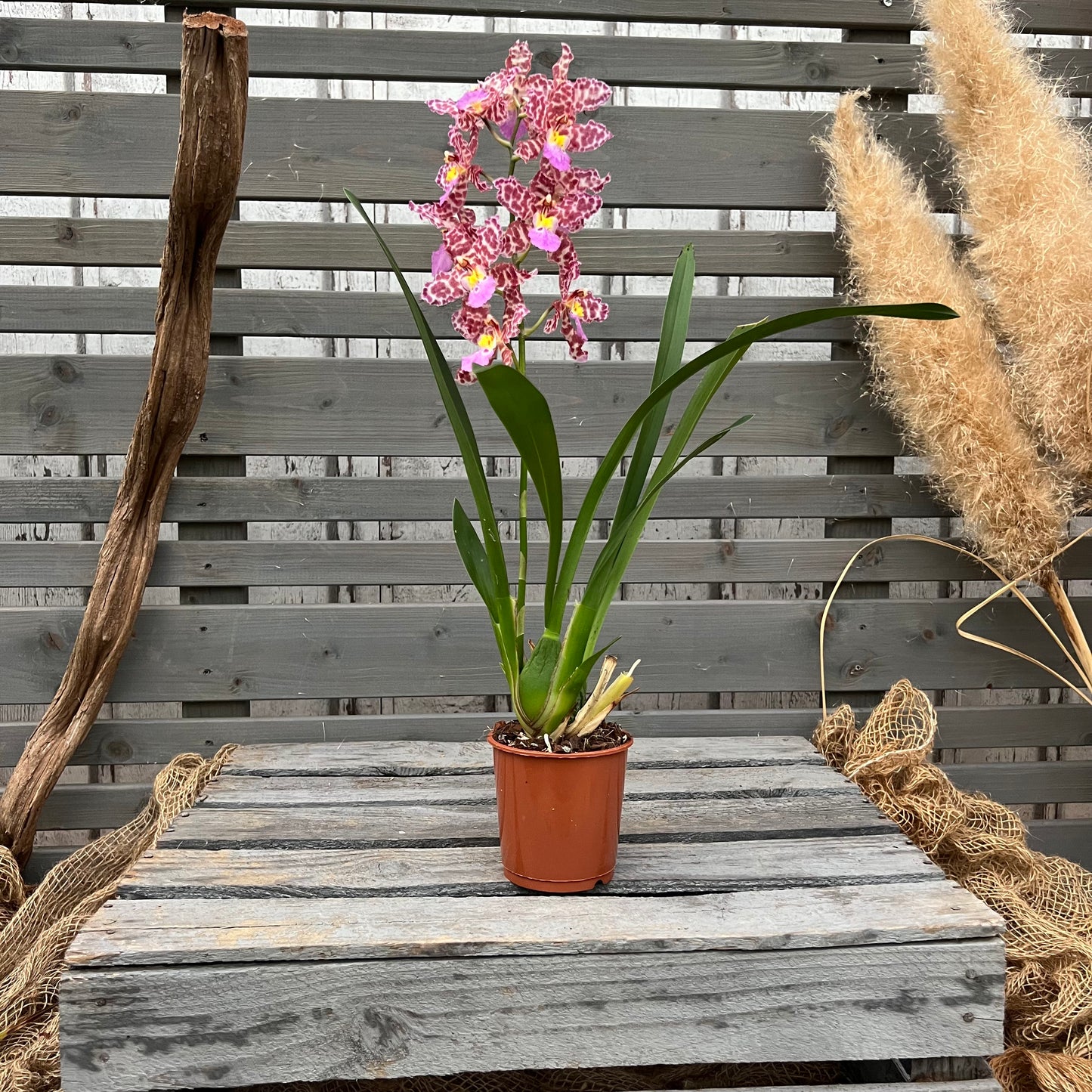 Cambria, 9cm
