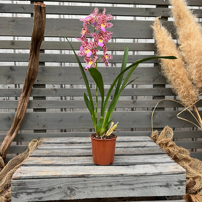 Cambria, 9cm