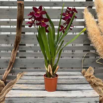 Cambria, 9cm