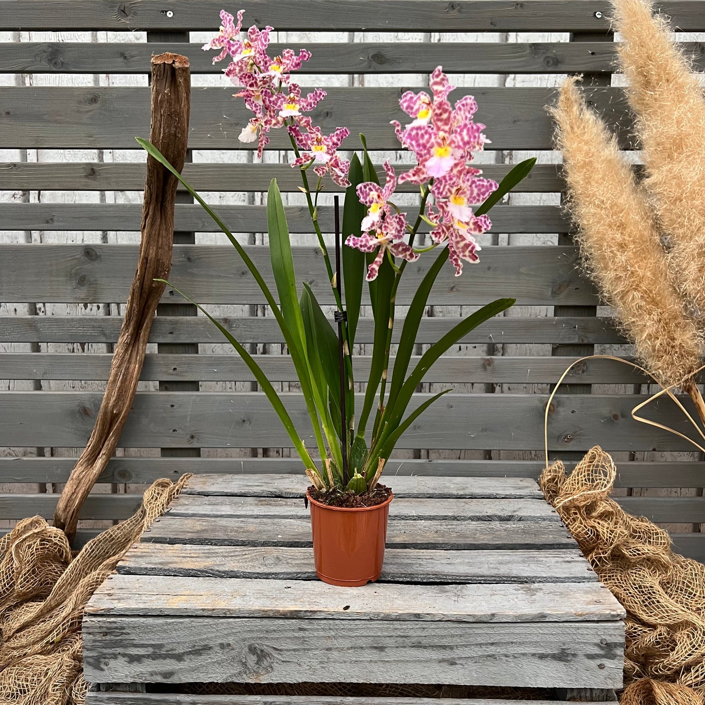 Cambria, 9cm