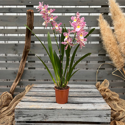 Cambria, 9cm