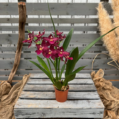 Cambria, 9cm