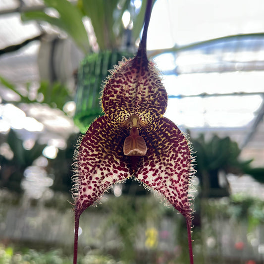 Dracula gorgona
