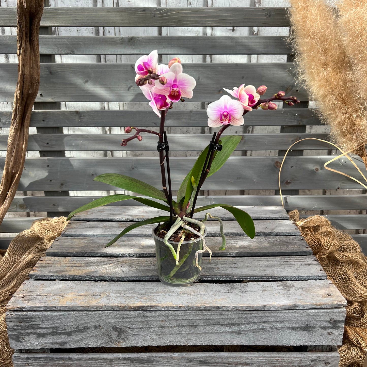 Butterfly orchid, set of 3