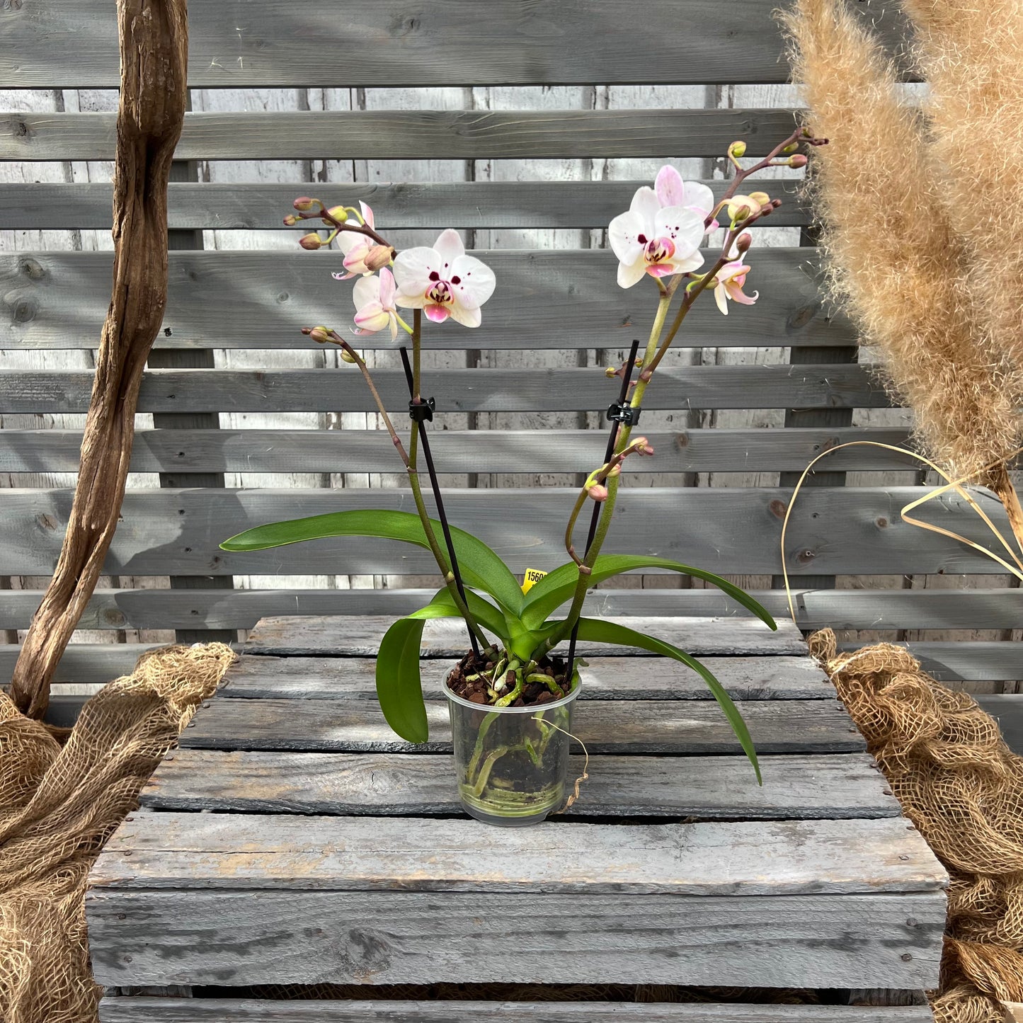 Butterfly orchid, set of 3