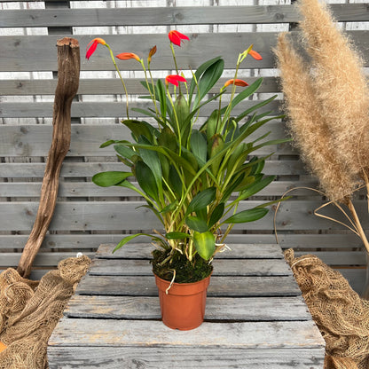 Spring orchid Masdevallia ignea, set of 3, 9cm pot