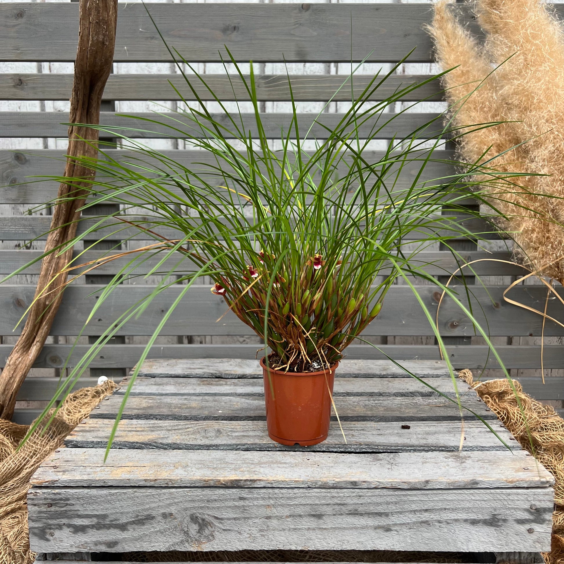 Maxillaria atrosanguinea BLATTPOST
