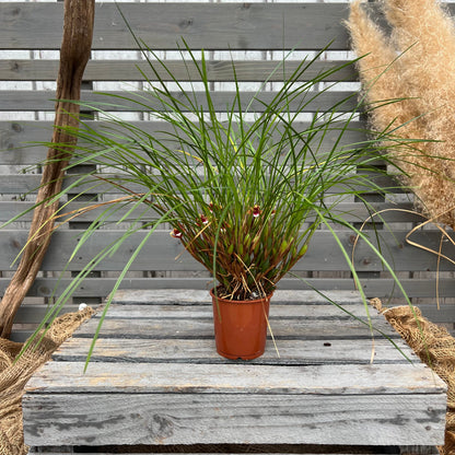 Maxillaria atrosanguinea BLATTPOST