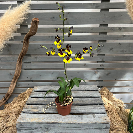 Gomesa 'Jiaho Queen'