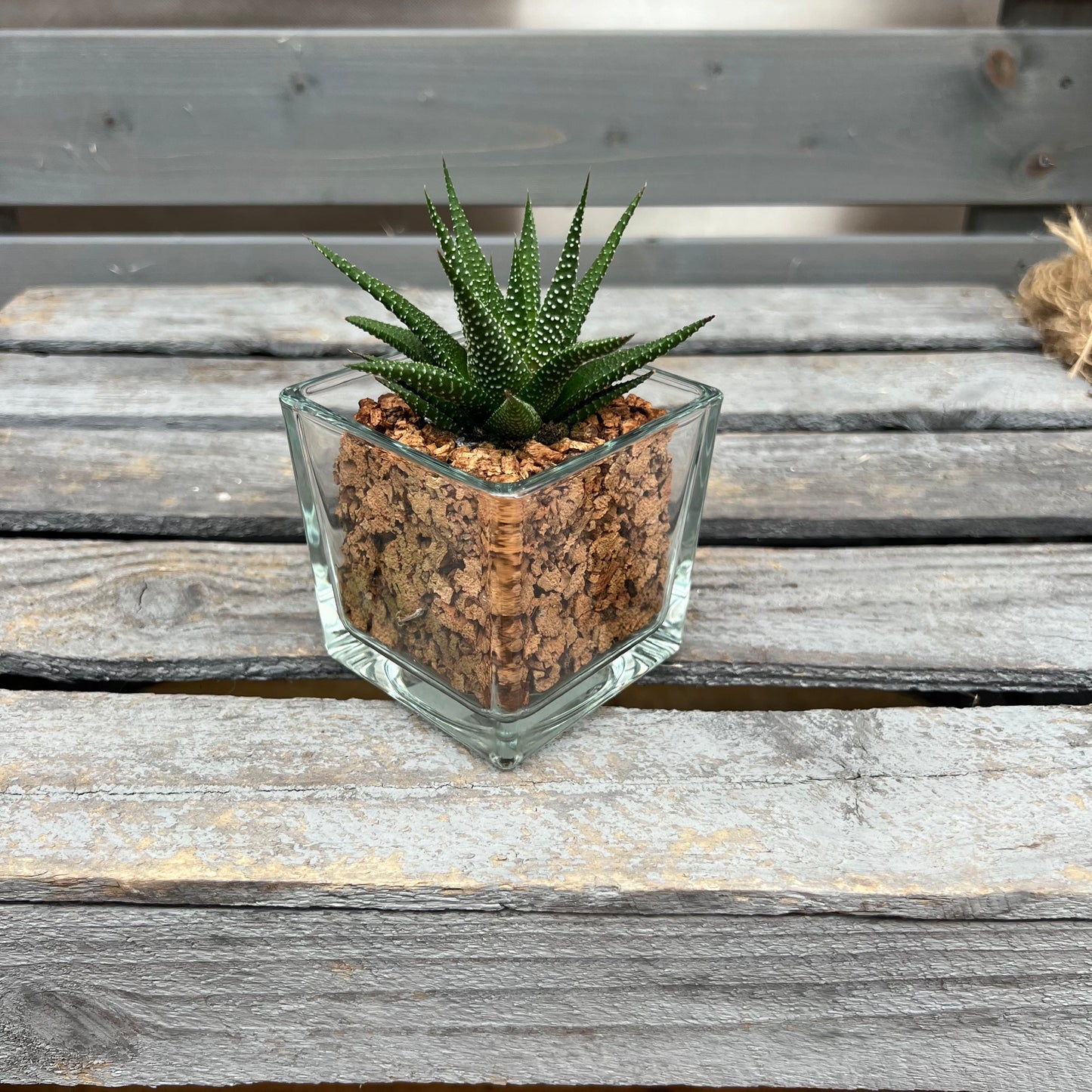 CORKIO - Your plastic-free plant in a cork pot 