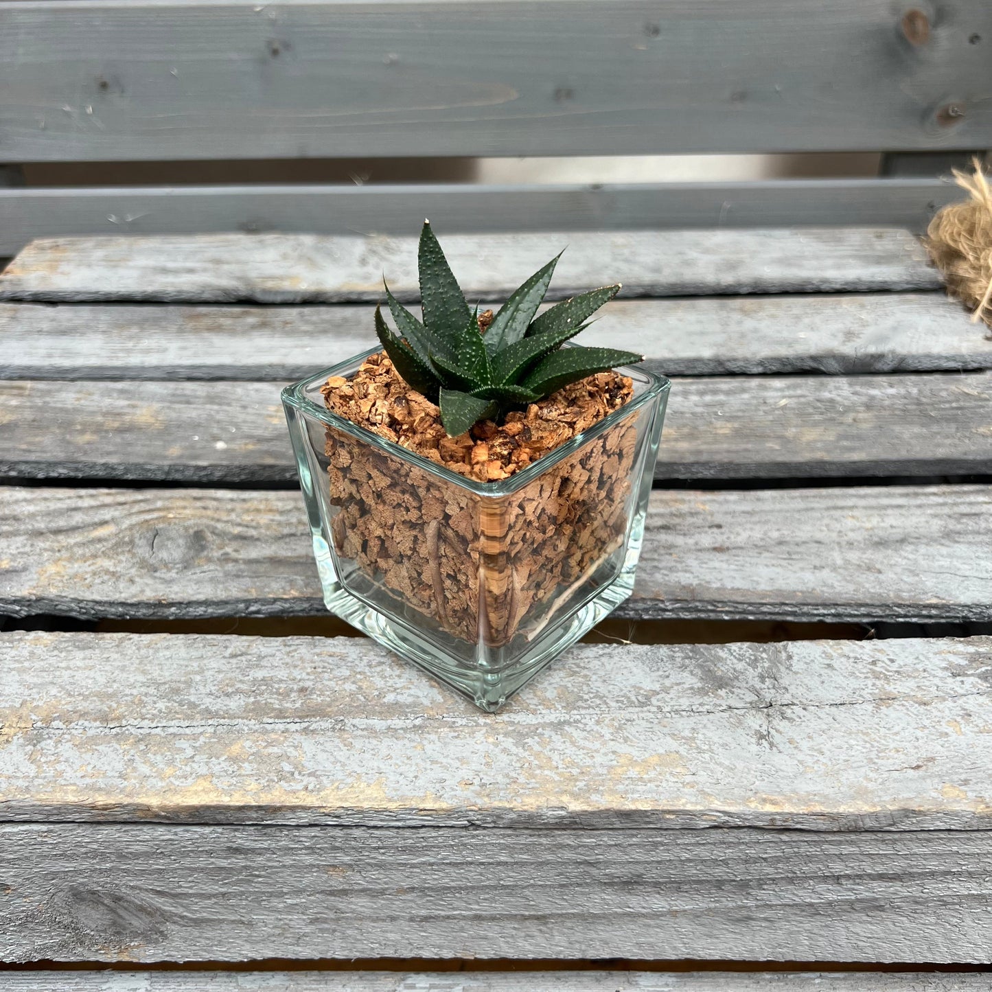 CORKIO - Your plastic-free plant in a cork pot 