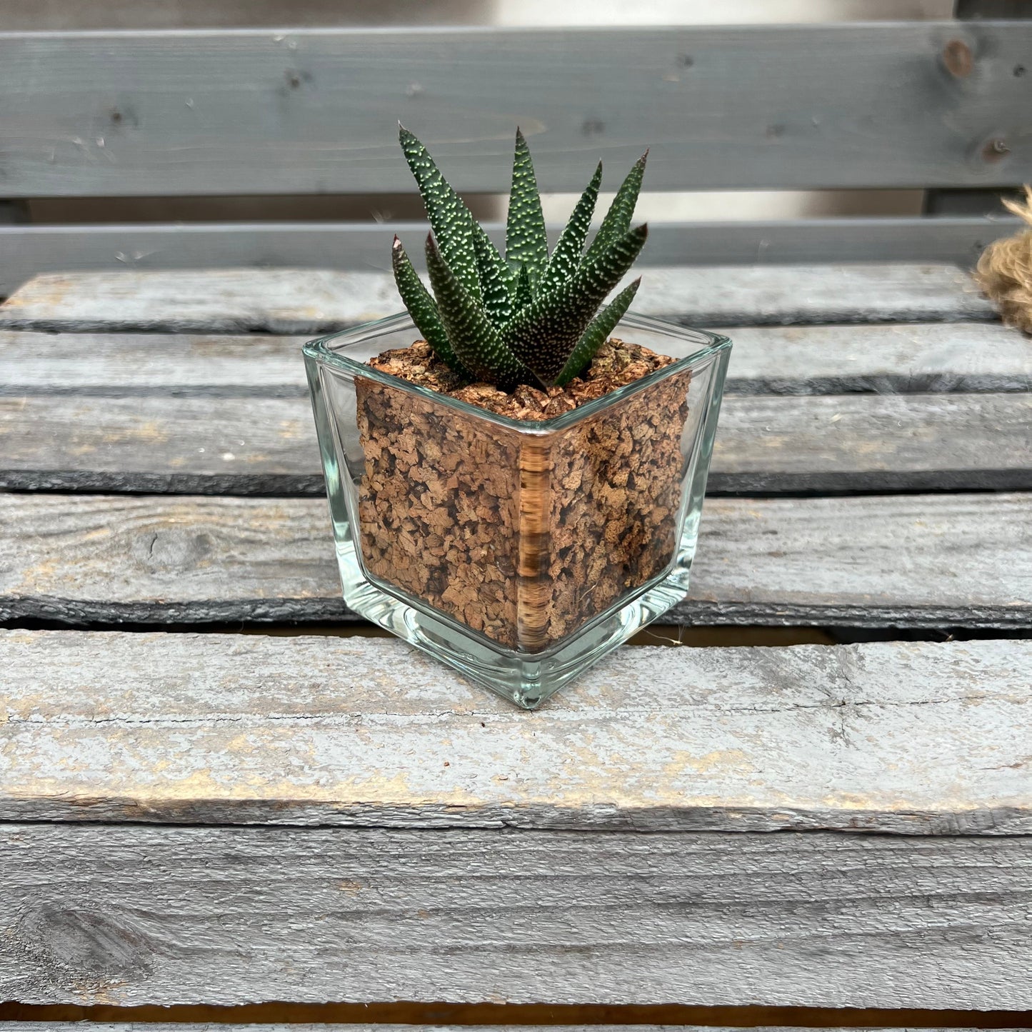 CORKIO - Eure Pflanze im plastikfreien Korktopf (Haworthia Royal Highness)