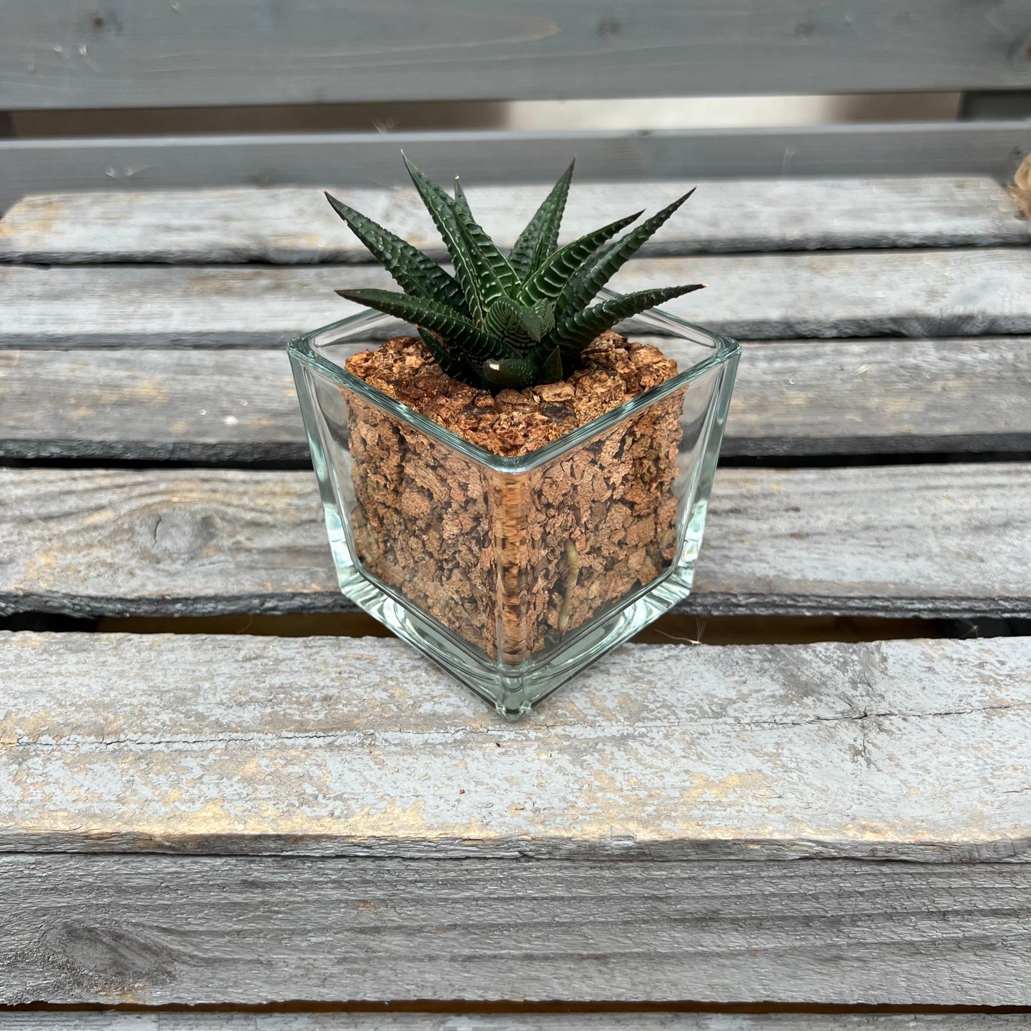 CORKIO - Your plastic-free plant in a cork pot 