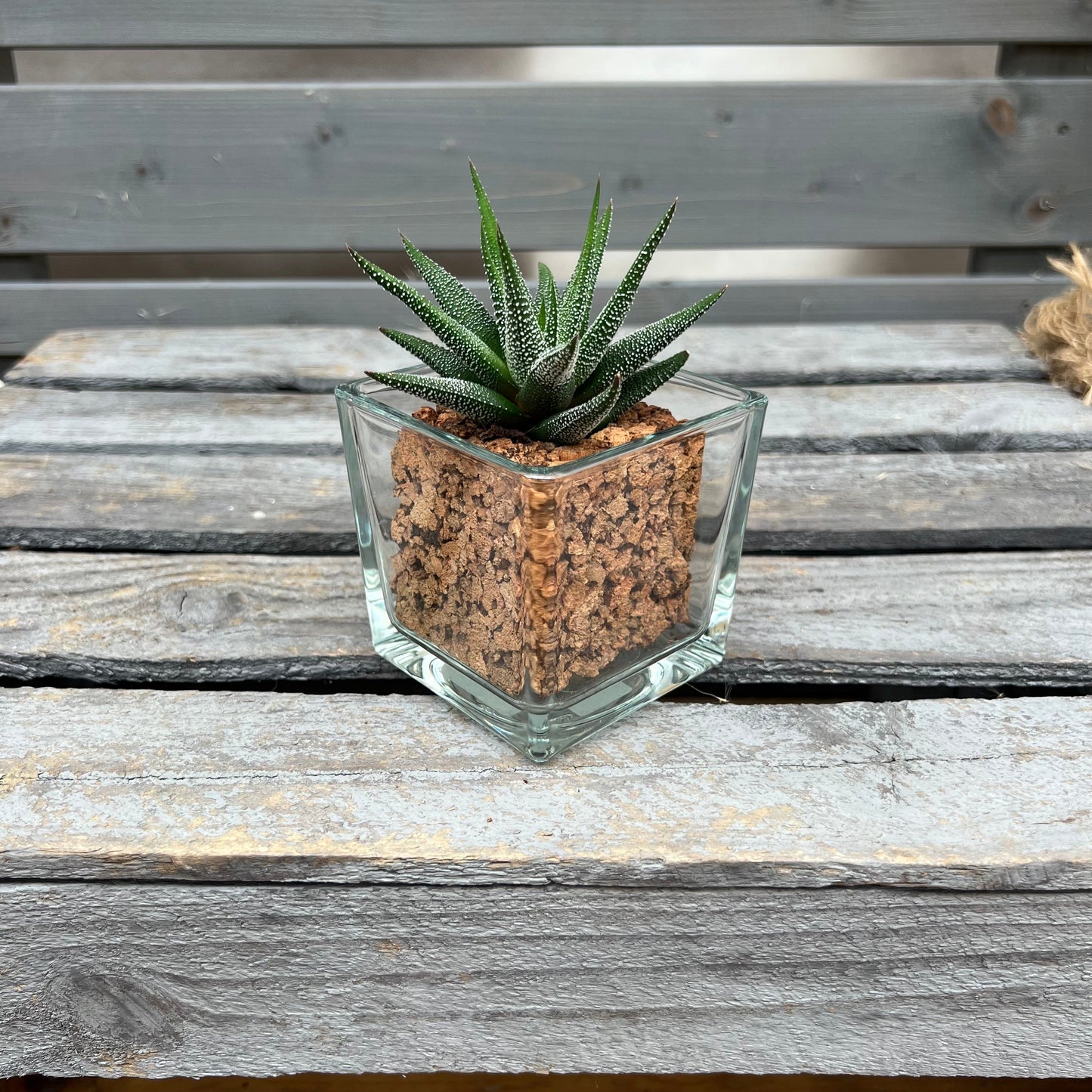 CORKIO - Eure Pflanze im plastikfreien Korktopf (Haworthia attenuata Concolor)