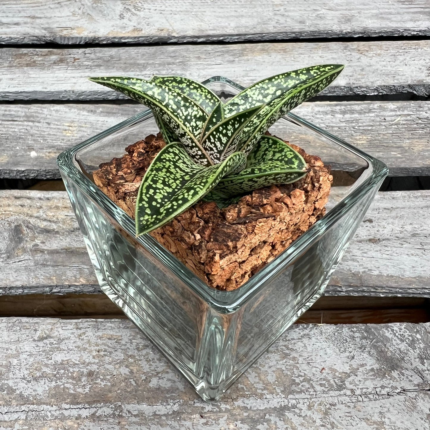 CORKIO - Eure Pflanze im plastikfreien Korktopf (Gasteria batesiana Romeo)