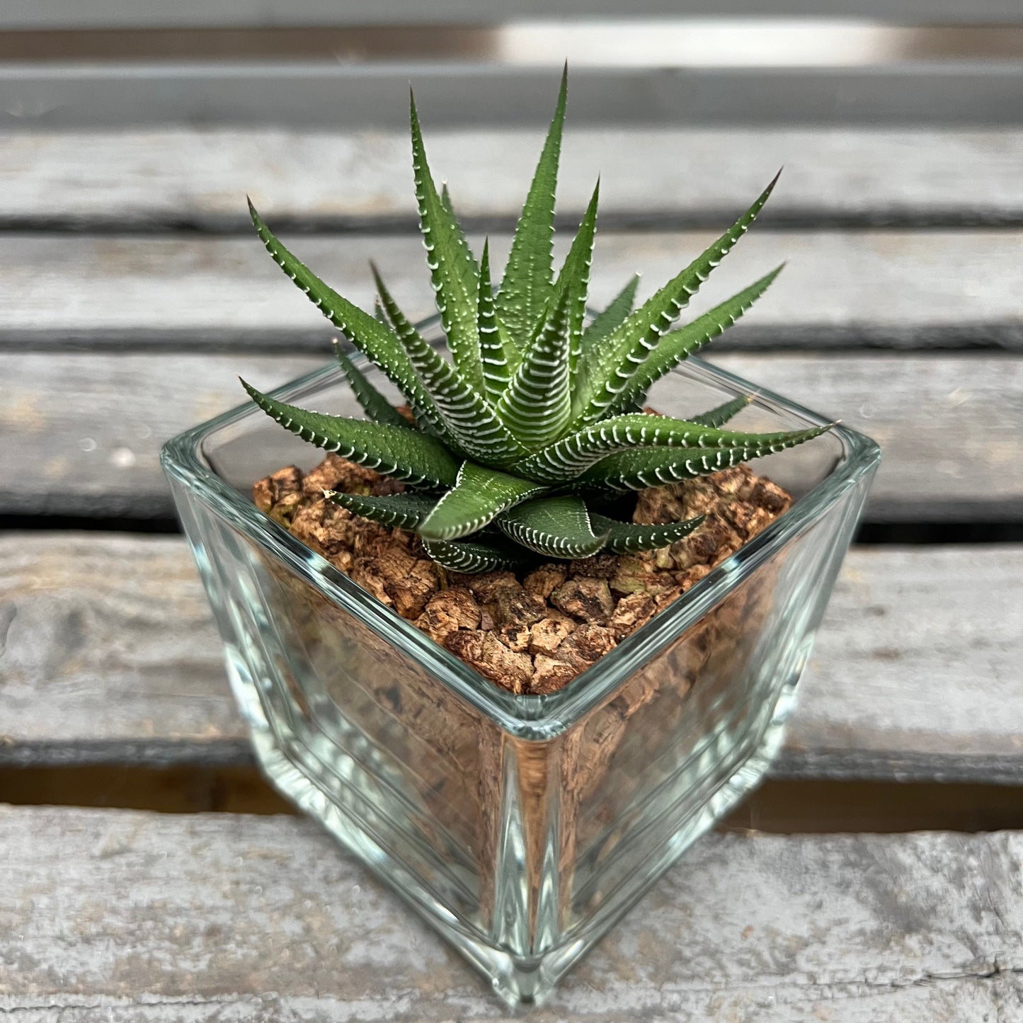 CORKIO - Eure Pflanze im plastikfreien Korktopf (Haworthia fasciata Green)