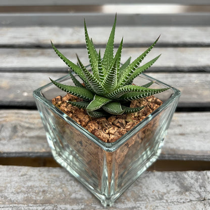 CORKIO - Eure Pflanze im plastikfreien Korktopf (Haworthia fasciata Green)