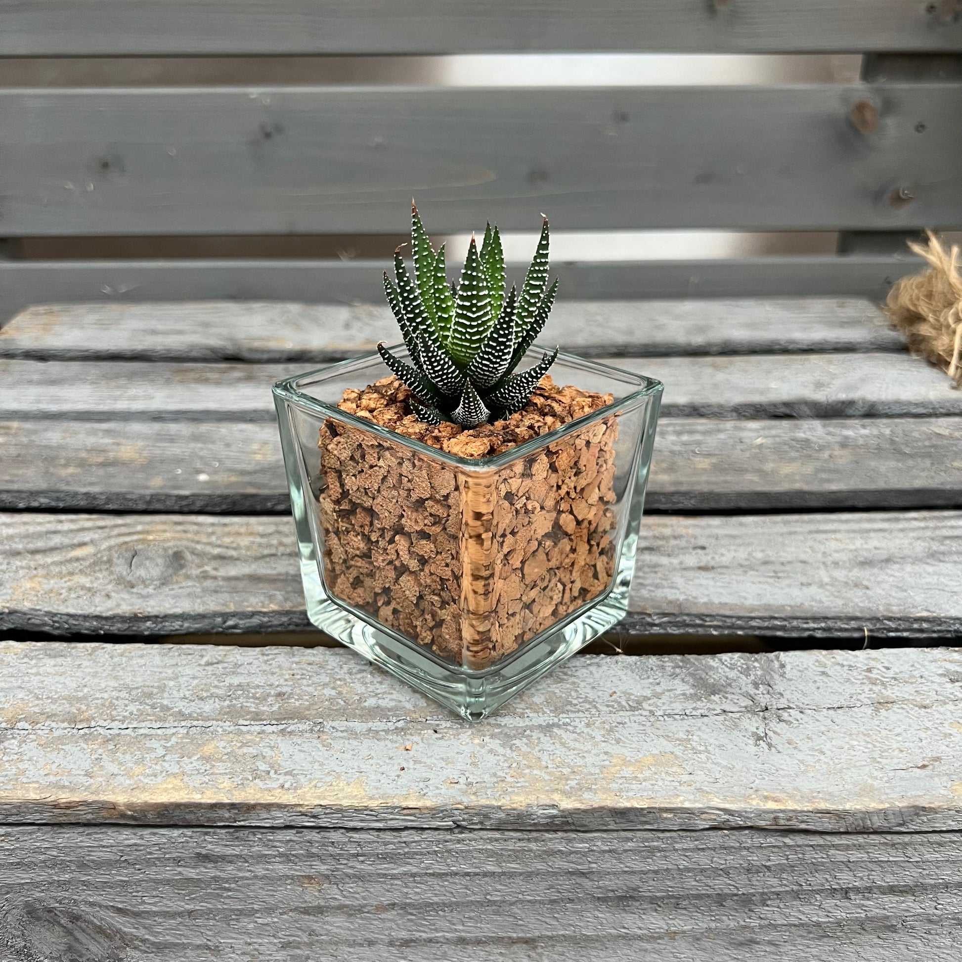 CORKIO - Eure Pflanze im plastikfreien Korktopf (Haworthia fasciata hybrid) BLATTPOST