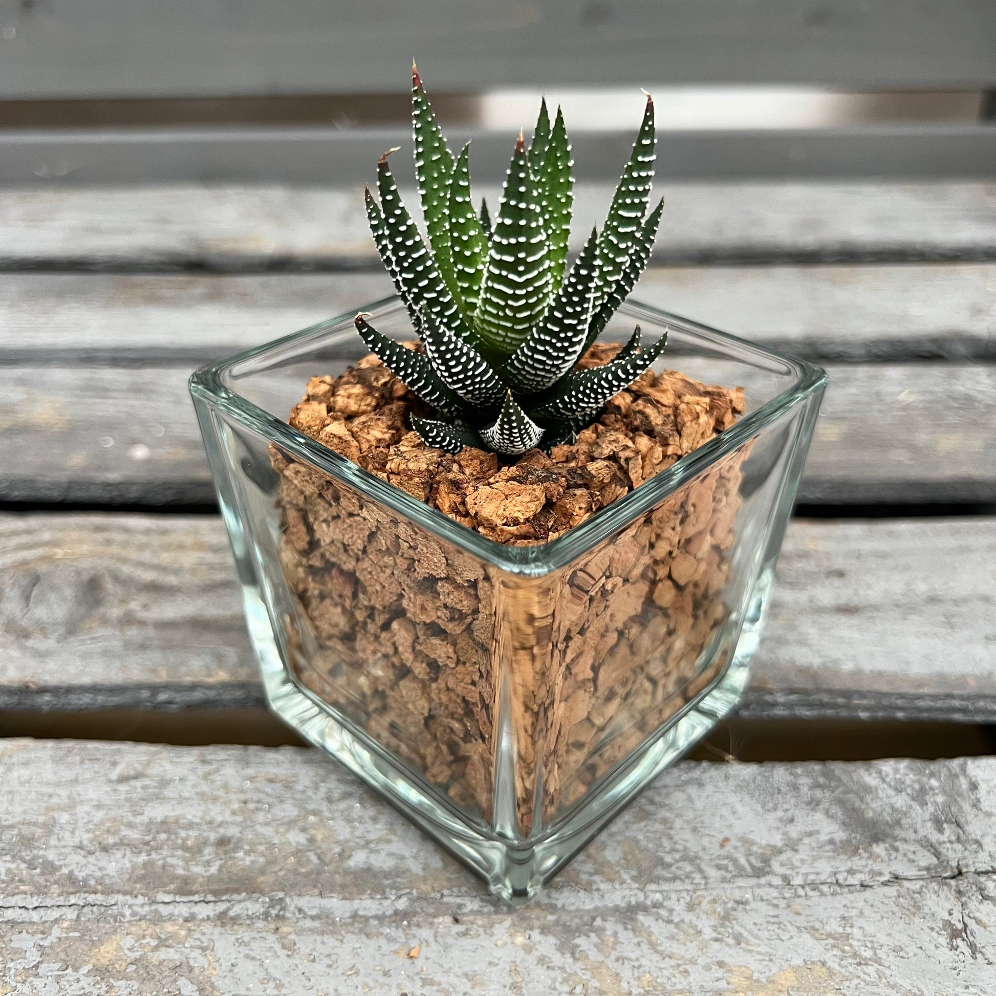 CORKIO - Eure Pflanze im plastikfreien Korktopf (Haworthia fasciata hybrid) BLATTPOST