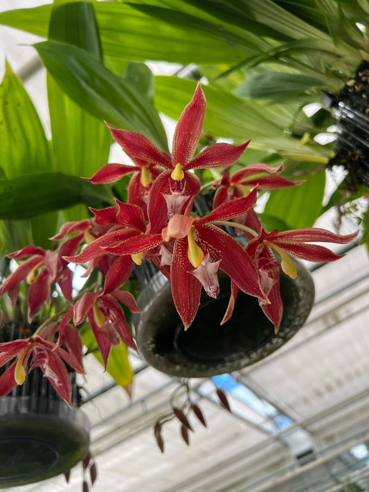 Paphinia - Houlletia odoratissima x Paphinia neudeckeri BLATTPOST