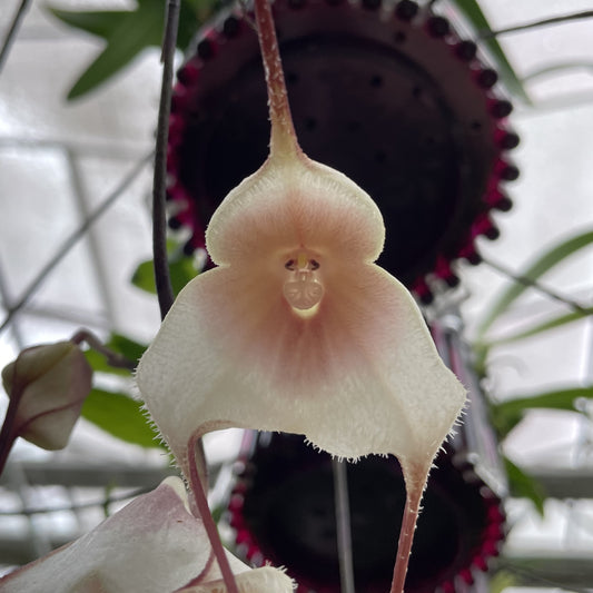 Dracula amaliae