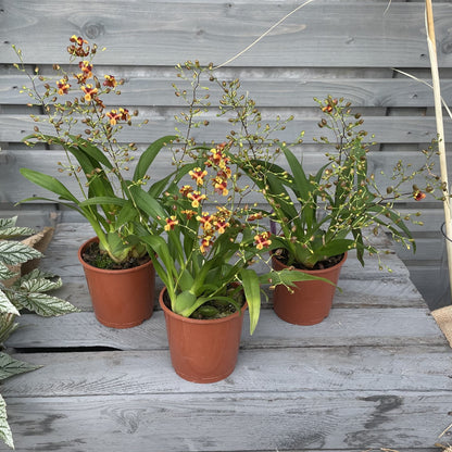 Duftorchidee Oncidium twinkle 'Anna', 3er Set