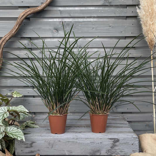 Dendrochilum wenzelii, 4er Set
