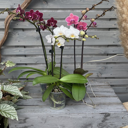 Butterfly orchid, set of 3