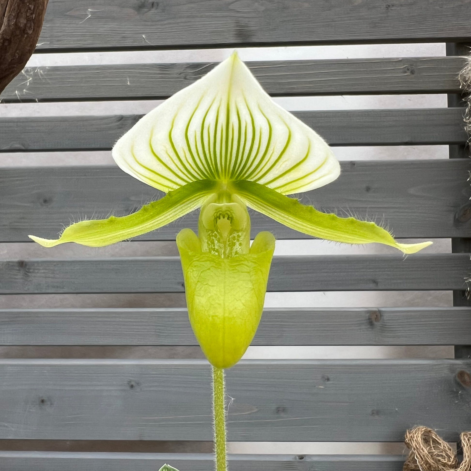 Paphiopedilum Maudiae `alba` BLATTPOST