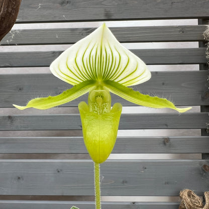 Paphiopedilum Maudiae `alba` BLATTPOST