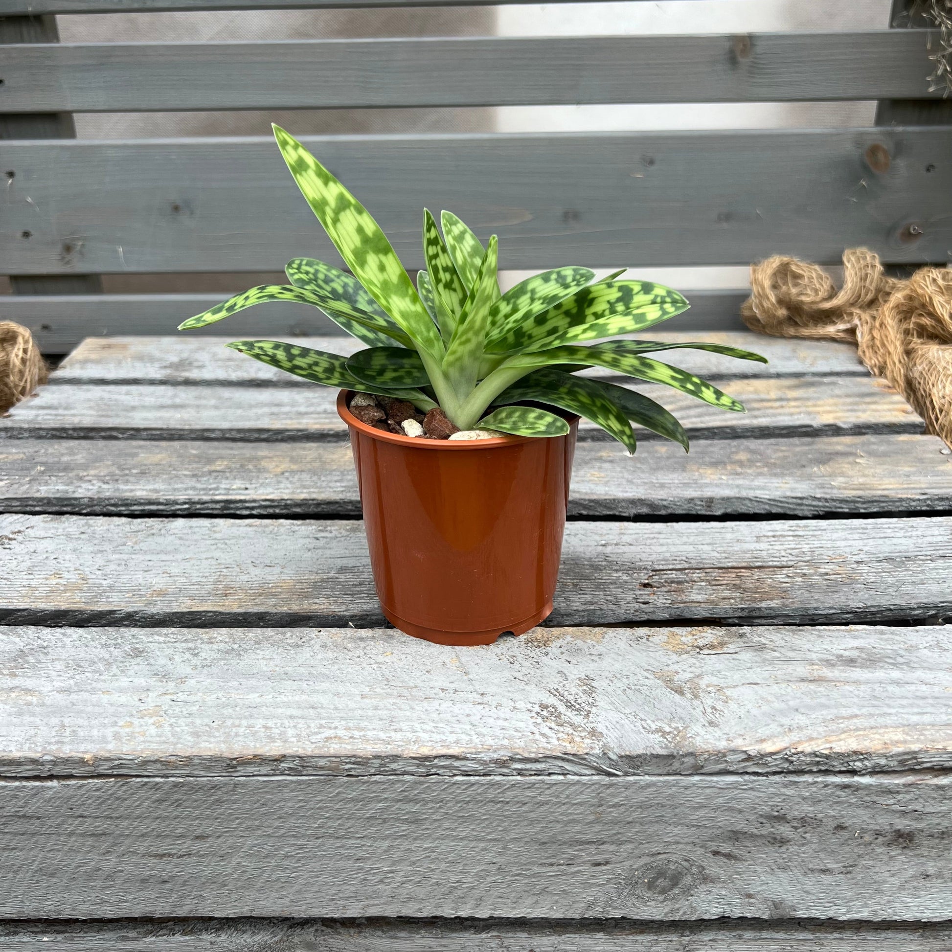 Paphiopedilum Maudiae `alba` BLATTPOST