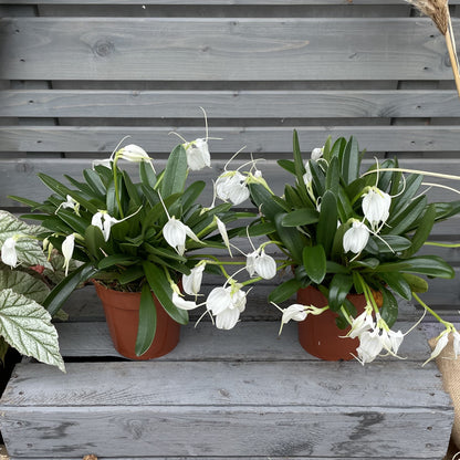 Winter orchid Masdevallia tovarensis, set of 2