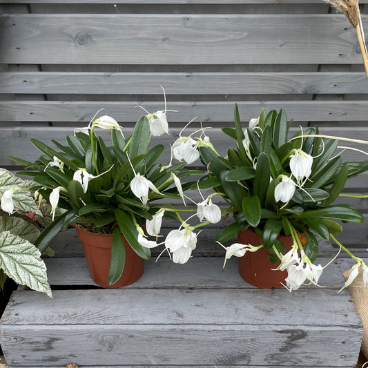 Winterorchidee Masdevallia tovarensis, 2er Set