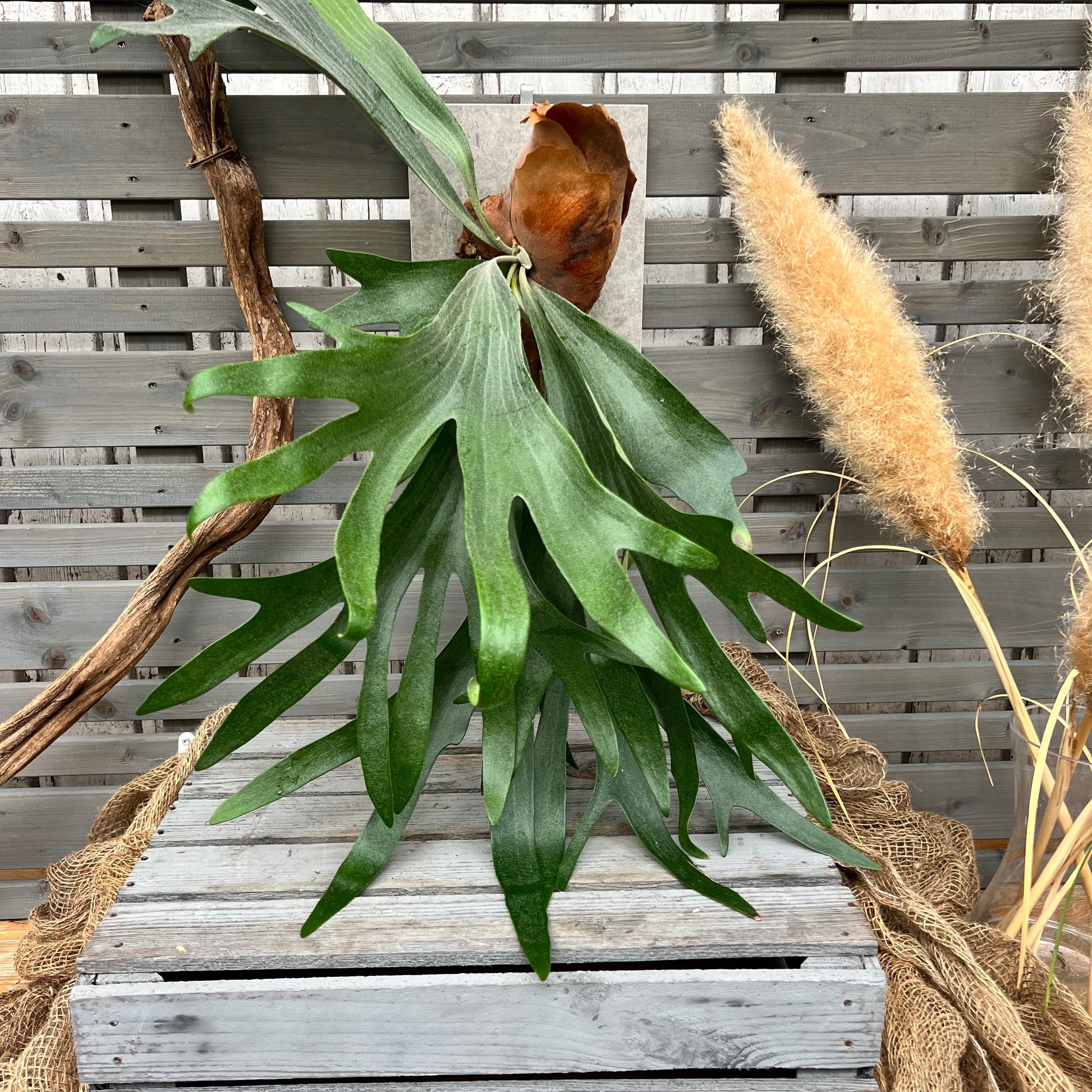 Living picture 'Geweihfarn' BLATTPOST