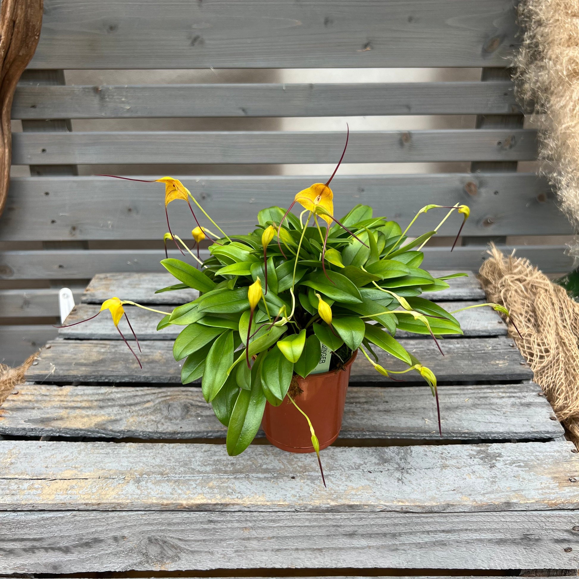 Masdevallia triangularis, 9cm Topf BLATTPOST