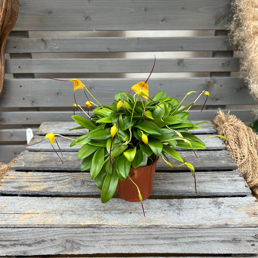 Masdevallia triangularis, 9cm Topf BLATTPOST