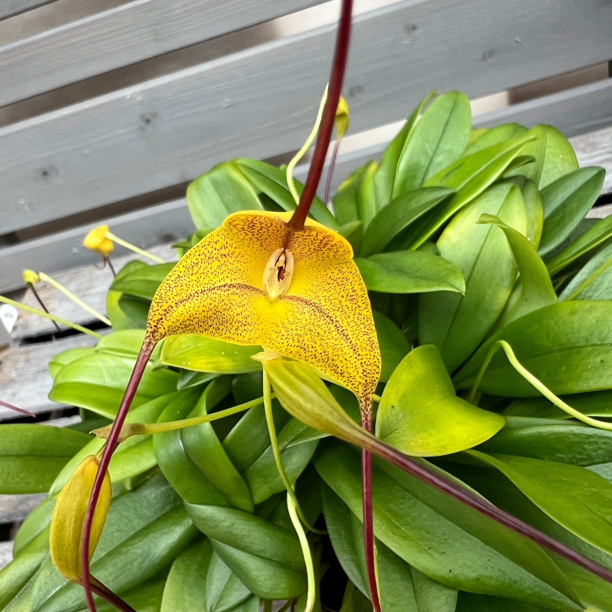 Masdevallia triangularis, 9cm Topf BLATTPOST