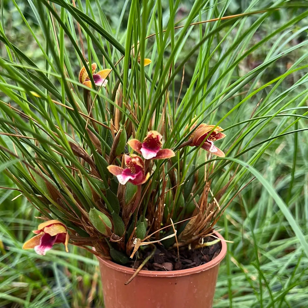 Maxillaria atrosanguinea BLATTPOST