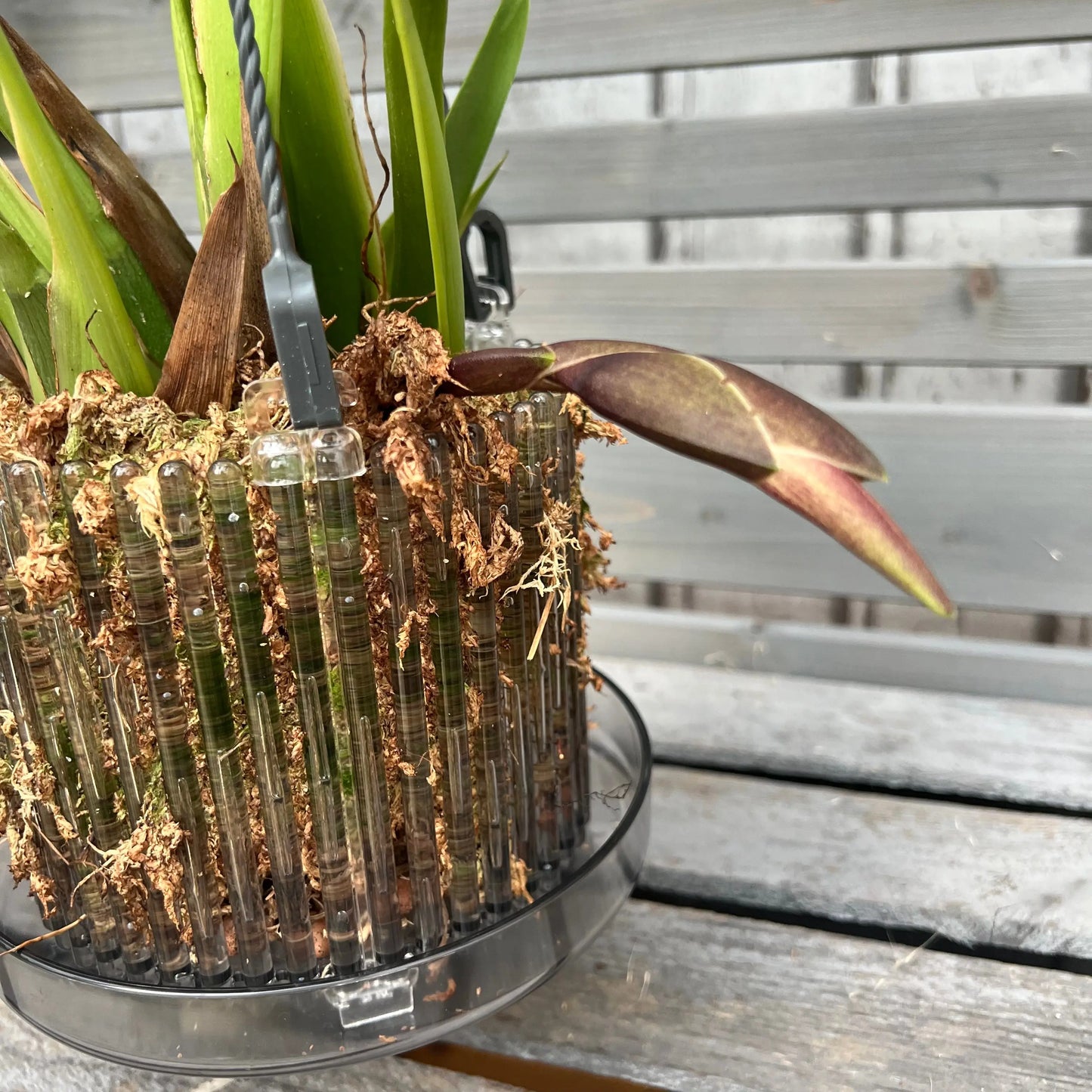 Maxillaria sanderiana BLATTPOST