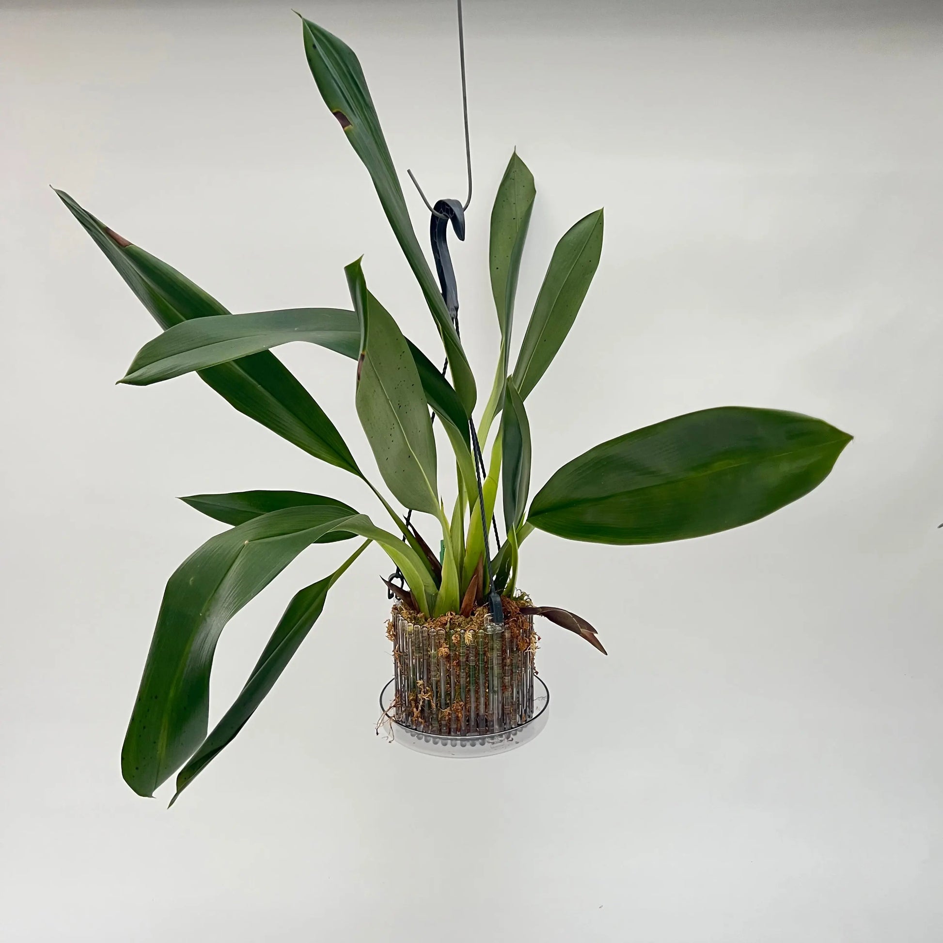 Maxillaria sanderiana BLATTPOST