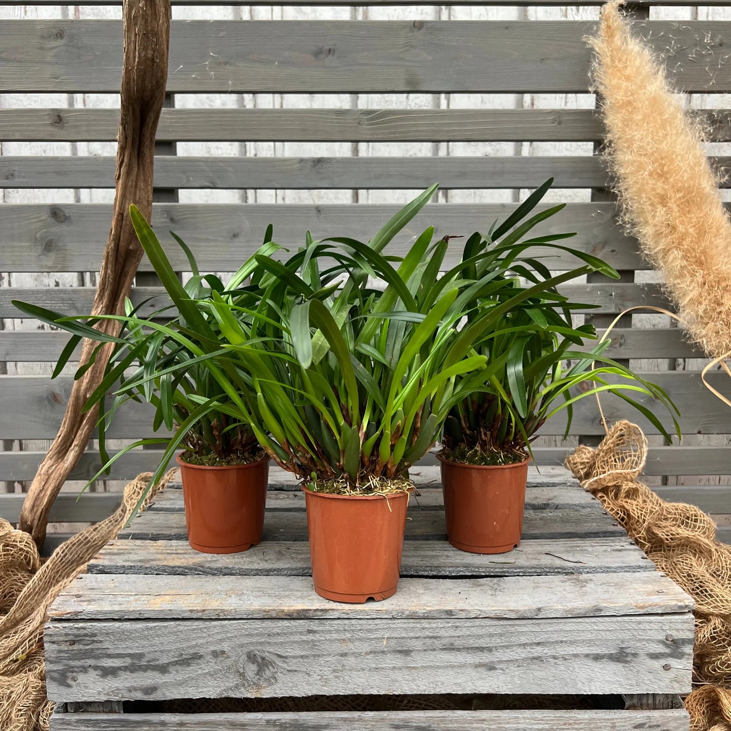 Maxillaria variabilis, 3er Set BLATTPOST