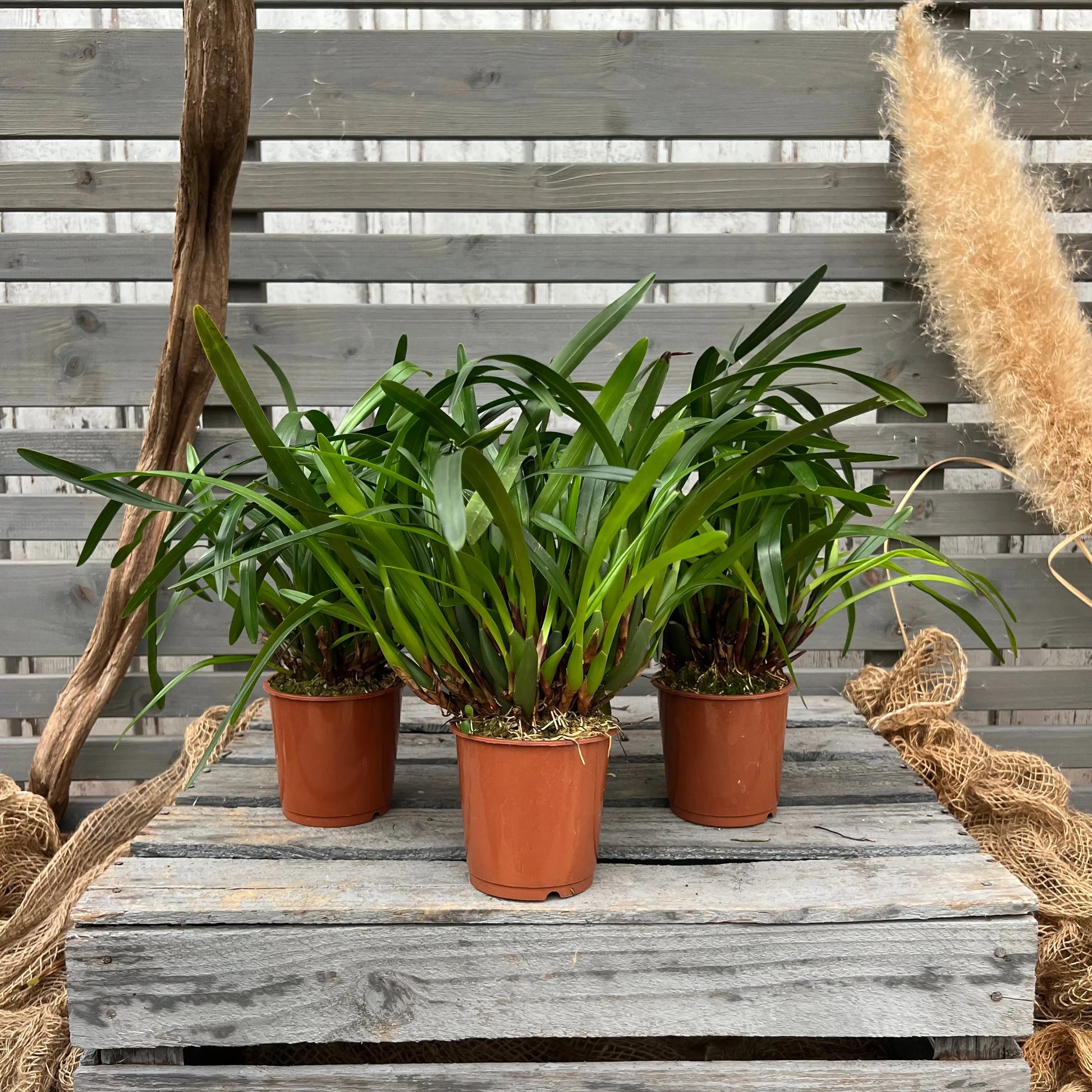 Maxillaria variabilis, 3er Set BLATTPOST