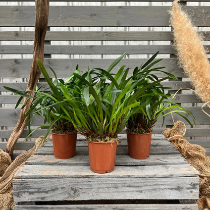 Maxillaria variabilis, 3er Set BLATTPOST