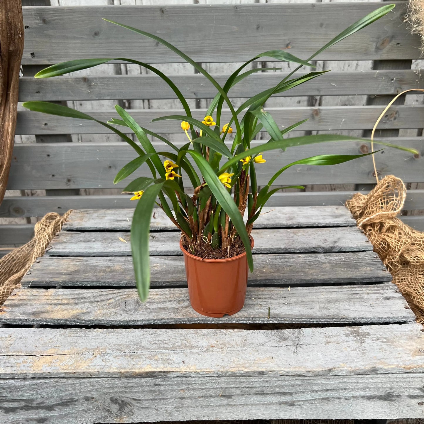 Maxillaria variabilis, 9cm Topf BLATTPOST