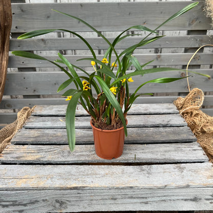 Maxillaria variabilis, 9cm Topf BLATTPOST