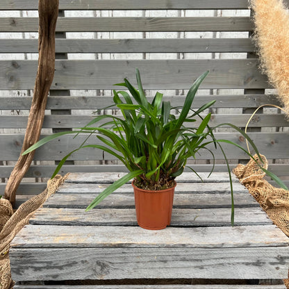 Maxillaria variabilis, 9cm Topf BLATTPOST
